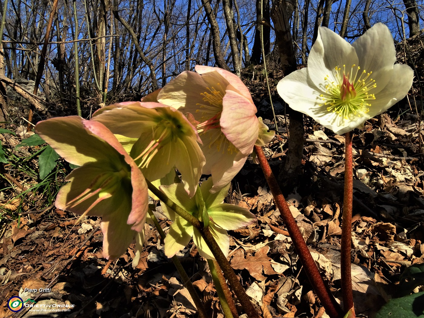 54 Rientrando da Corna Marcia ai roccoli della Passata spettacolo di ellebori in fiore.JPG